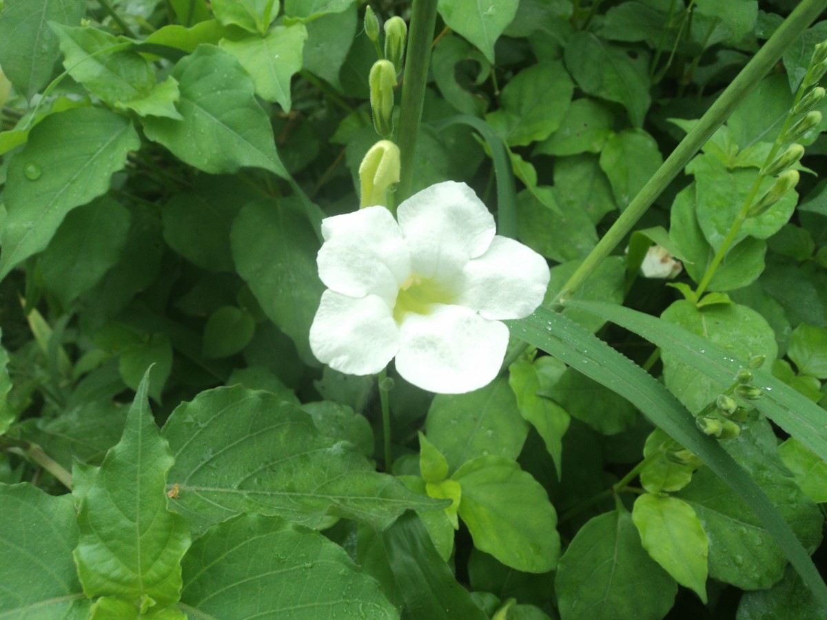 Acanthaceae